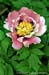 Rockii Peony: SHOU NIU ZHUANG